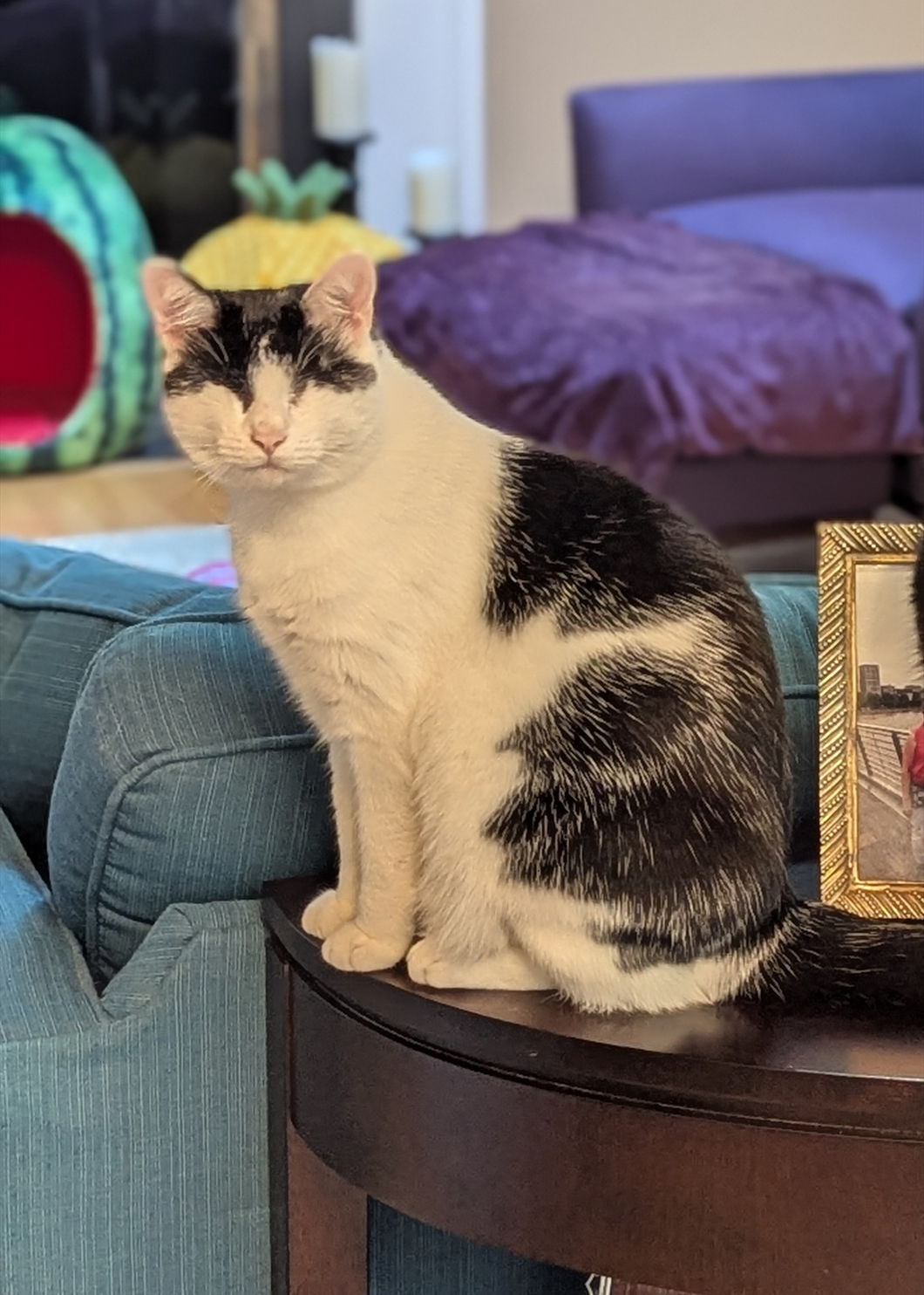 Good Cat